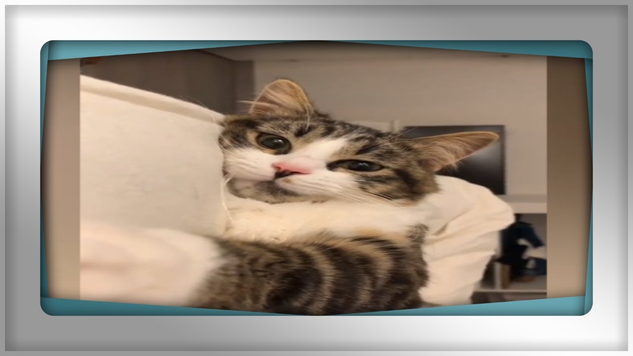 cat fails funny cat videos 2020 baby and cat fun and fails