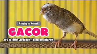 Kenari GACOR Panjang Suara PANCINGAN Kenari PAUD Belajar Bunyi Ngeriwik || Masteran Kenari Paud #770