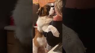 Saint Bernard Love: Affectionate Moments  #adorabledogs #dog #adorabledog