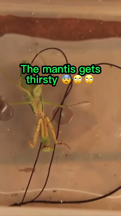 The WEIRDEST Praying Mantis worm! 🤔🤔🤔 #shorts