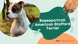 Reportrait American Staffordshire Terrier