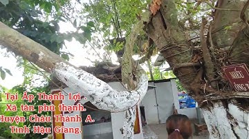 @ Miếu cây sộp trên 200 năm  cổ kính linh thiên huyền bí