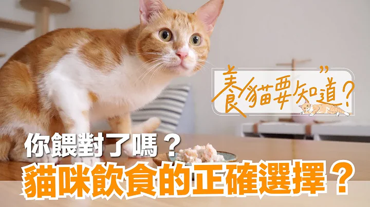 【养猫要知道EP2】猫咪怎么吃才对？干饲料、猫罐头、鲜食、生食，怎么选？ - 天天要闻