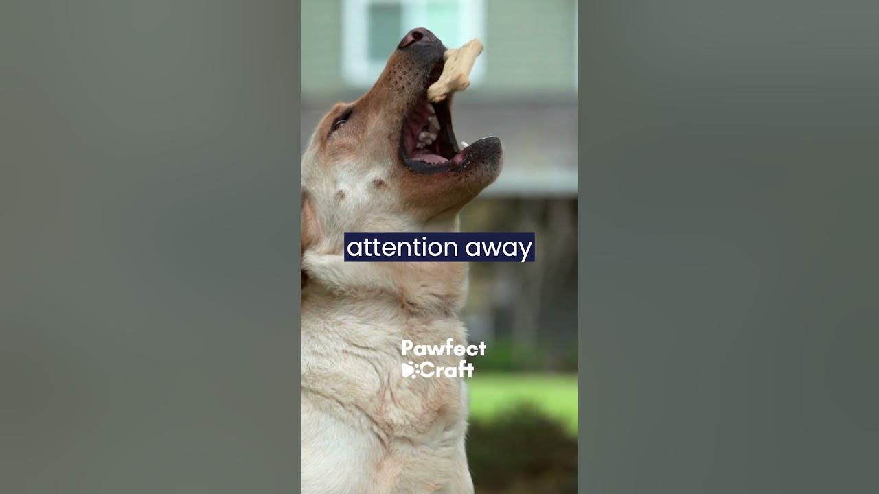 how-do-you-make-a-dog-stop-barking-in-the-front-yard-youtube