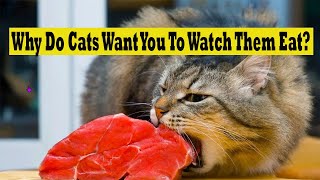 Why Do Cats Want You To Watch Them Eat?