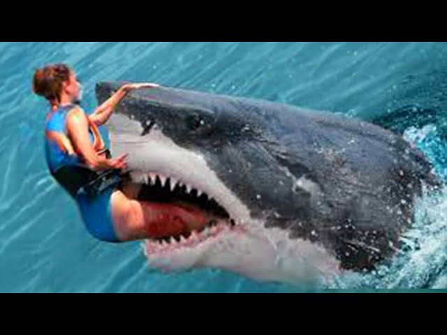 Shark Attack - Everi