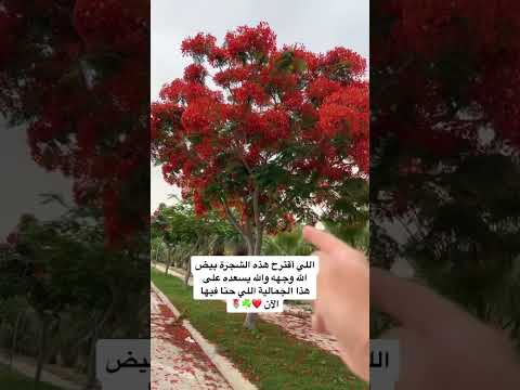 شجرة البونسيانا البونسيانا افضل شجرة لأجواء السعودية مميزات شجرة البونسيانا شكل البونسيانا