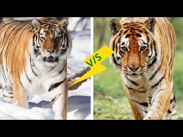 Size comparison of a Siberian tiger and brown bear after scenting the same  tree in Anyuisky National Park, Russia : r/interestingasfuck