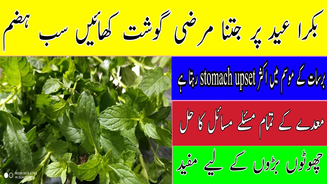 MINT LEAVES AND LEAMON DRINK FOR UPSET STOMACH/پودینہ اور لیموں سے معدے