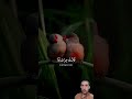 القاری عبد الرحمن مسعد   991