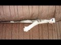 If you want to LAUGH, YOU NEED A PET! - Best funny ANIMAL compilation