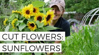 Using Sunflowers as Cut Flowers - Cut Flower Gardening for Beginners