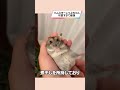 あざとすぎるハムスターが可愛い【ててらぼペット部】