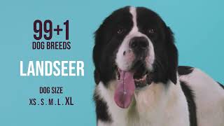 Landseer by Forever Home Initiative 3,287 views 1 year ago 1 minute, 29 seconds