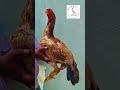 Breeding female Parrot beak Aseel 🐓 #aseelfarm #aseellovers #parrotbeakaseel #trending #aseelerode