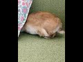 うさぎドリル