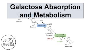 Galactose Absorption and Metabolism | Leloir Pathway and Galactosemia