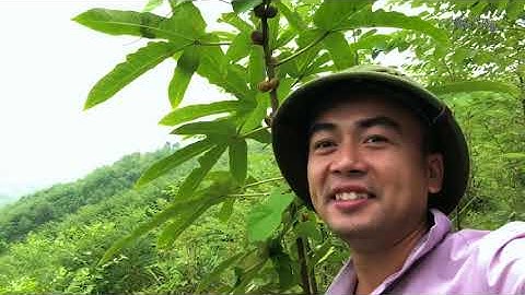 Cây vú bò, cách nhận biết cây vú bò hay hoàng kỳ nam