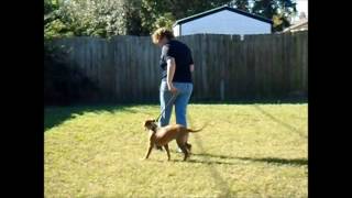 Domino Ruby Final Puppy Academy