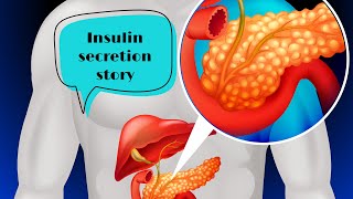 The journey of insulin : How does it get secreted  | Part (1)