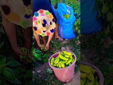 فلاح البادية كيحييكم اينما كنتوم Streetfood ماعز شاهد Food فلفل Chicken 