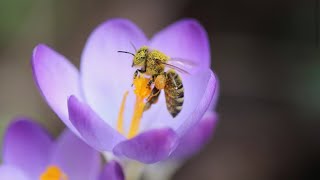 BIG FAT CANADIAN HONEY BEE COLLECTING NECTAR TO MAKE HONEY