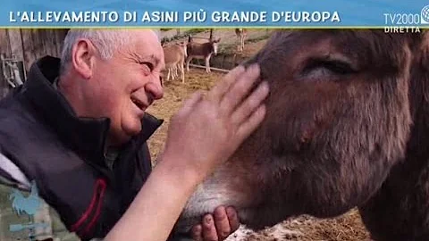 Quanto costa mantenere un asino?