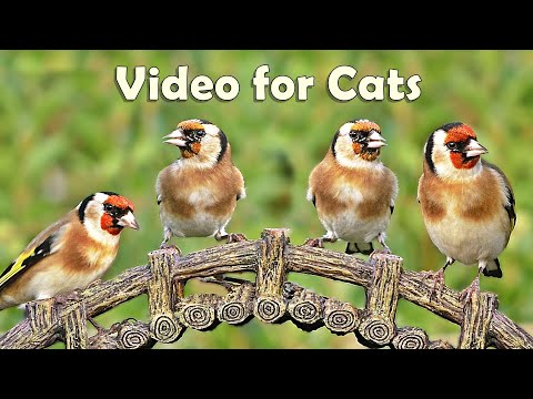 videos-for-cats-to-watch-birds-:-8-hours-at-goldfinch-garden