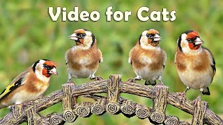 Videos for Cats to Watch Birds : 8 HOURS at Goldfinch Garden