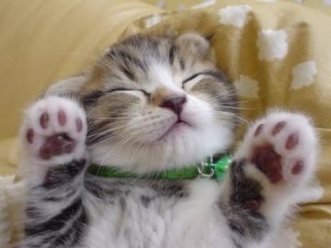 猫好き必見 かわいい子猫動画 可愛いは正義 Youtube