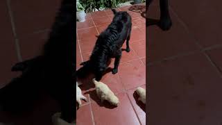 Flat Coated Retriever and Golden Retriever family #dog #goldenretrieverdaily #goldenretiever #puppy