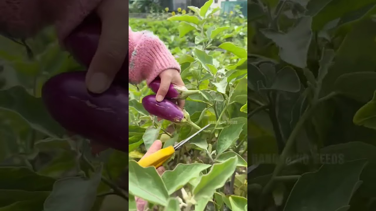 Harvesting #vegetables #farming101 #satisfying #gardening