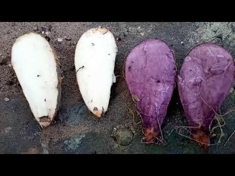 CARÁ BRANCO E CARÁ ROXO- CONHEÇA OS BENEFÍCIOS E UTILIDADES DESTES DOIS DELICIOSOS CARÁ