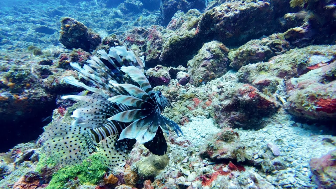 ⁣Thailands Best Dive Spot @ Ko Ha