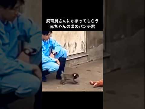 飼育員さんにかまってもらう赤ちゃんの頃の猿のパンチ君