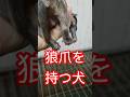ツバキ&青龍の子供生後2日目