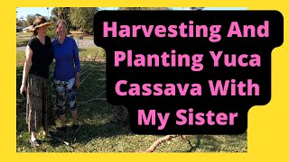 Harvesting and Planting Yuca Cassava in my Florida Permaculture Food Forest Gardens