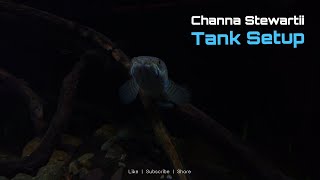 My Channa Stewartii Tank is done