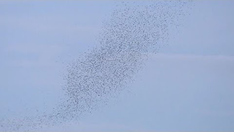 Swallow migration in action on Long Island Sound