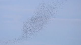 Swallow Migration In Action On Long Island Sound