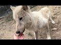 Shy wolfdog has incredible transformation after rescue