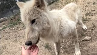 Shy wolfdog has incredible transformation after rescue