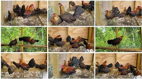 Qaib Dib - Jungle Fowl Mixes