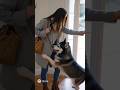 HUGE HUGS! 🐶 Loyal Husky Dog Refuses to Let Owner Leave, Demands Snuggles & Attention ❤️...#ai