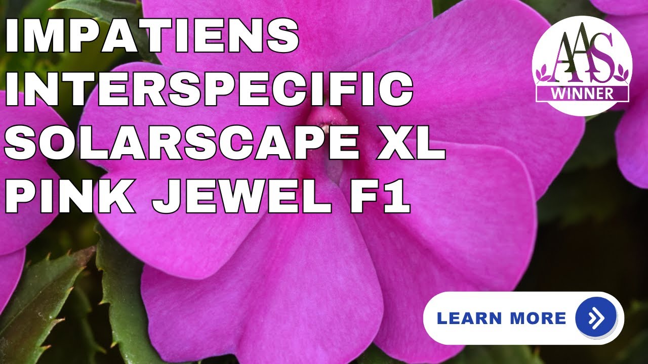 Impatiens Solarscape ® XL Pink Jewel F1 - YouTube