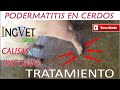 Pododermatitis en Cerdos ,Causas, Signos, Tratamiento