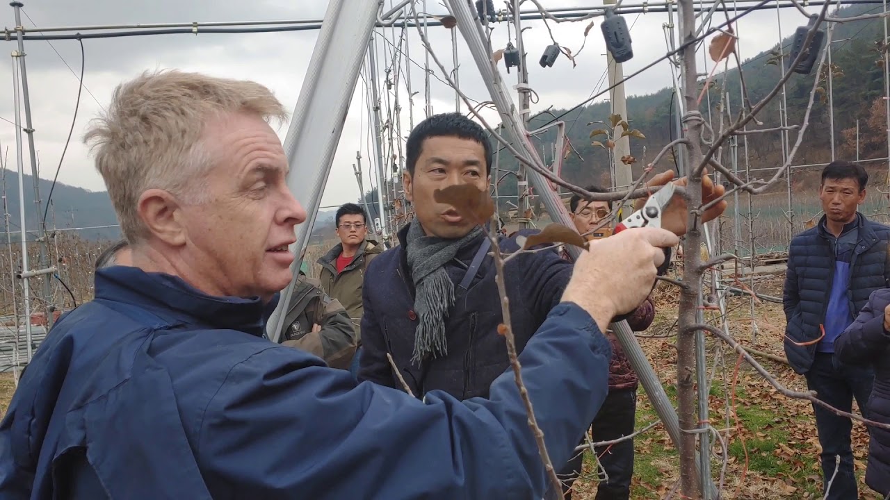 사과나무 전정 키큰 방추형 재식1년차 클릭 전정(니콜라 달라베타 박사님)  1탄