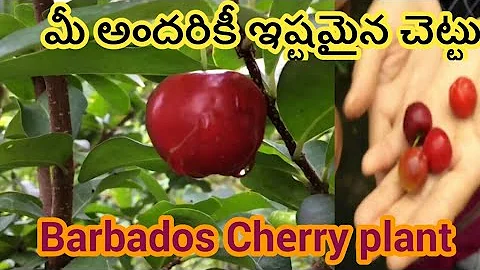 Easy growing Barbados Cherry plants in pots & cher...