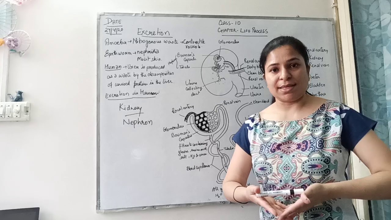 Class 10th Biology Ch 6 27 Excretion in Humans - YouTube