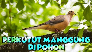 Video Perkutut Manggung Asli Di Alam
